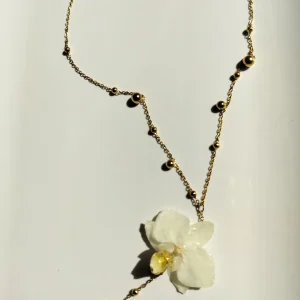 Y-kaulakoru orkidea